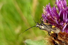 Capsodes sulcatus