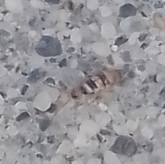 Entomobrya nigrocincta