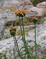 Leonotis ocymifolia