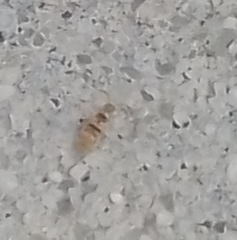 Entomobrya nigrocincta