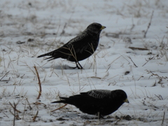 Melanocorypha yeltoniensis