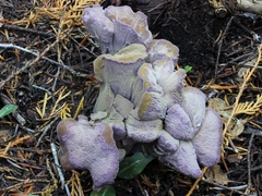 Gomphus clavatus
