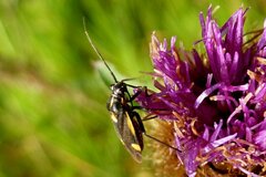 Capsodes sulcatus