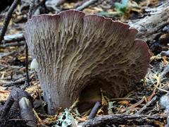 Gomphus clavatus