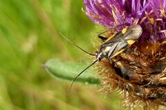 Capsodes sulcatus