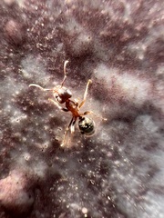 Liometopum occidentale