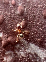 Liometopum occidentale