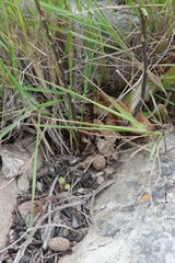 Holothrix schlechteriana