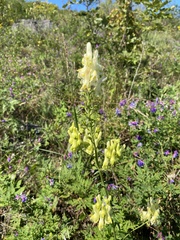 Aconitum kirinense