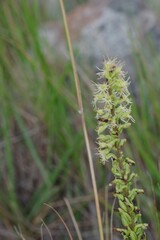 Holothrix schlechteriana