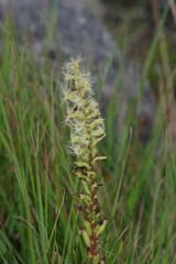 Holothrix schlechteriana