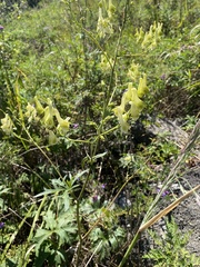 Aconitum kirinense
