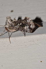 Syngrapha octoscripta