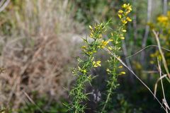 Ulex parviflorus