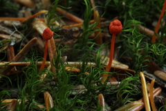 Mycena strobilinoidea