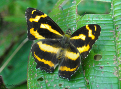 Symbrenthia niphanda