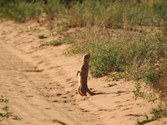 Cynictis penicillata