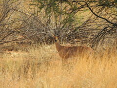 Raphicerus campestris