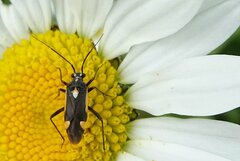 Capsodes sulcatus