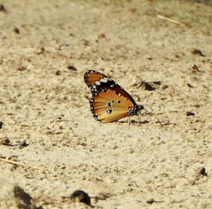 Danaus chrysippus orientis