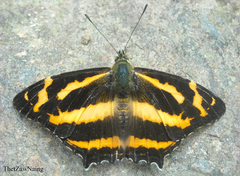 Symbrenthia niphanda