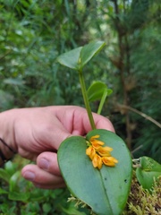 Acianthera polystachya