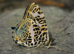 Symbrenthia niphanda