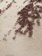 Sesuvium microphyllum