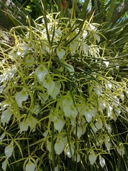 Brassavola tuberculata