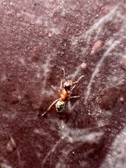 Liometopum occidentale