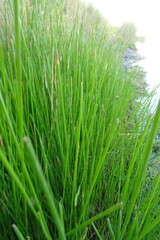 Eleocharis palustris