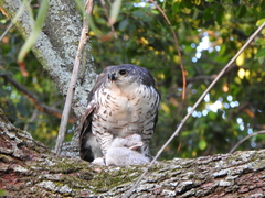 Accipiter tachiro