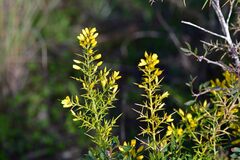 Ulex parviflorus