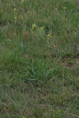 Bulbine narcissifolia