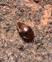 Sericoderus
