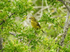 Crithagra sulphurata