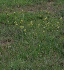 Bulbine narcissifolia