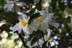 Theaceae