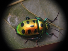 Chrysocoris