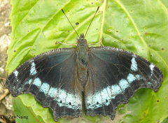 Kaniska canace canace