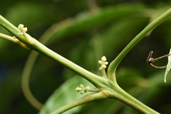 Melicope pteleifolia