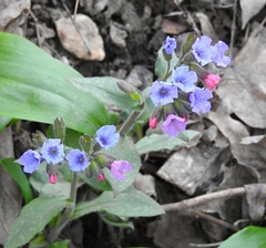 Pulmonaria officinalis