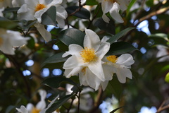 Theaceae