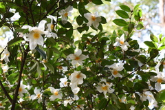 Theaceae