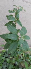 Fuchsia boliviana