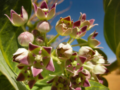 Calotropis procera image