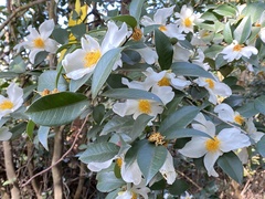 Theaceae