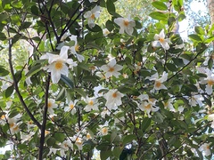 Theaceae