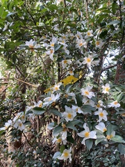 Theaceae