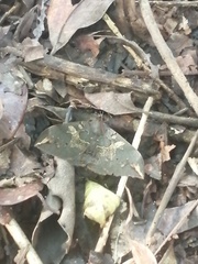 Ischyja ferrifracta